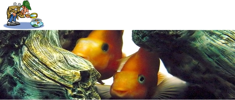 Take a pet fish home today! Pet Stores That Sell Tropical Fish Aquariums And Supplies