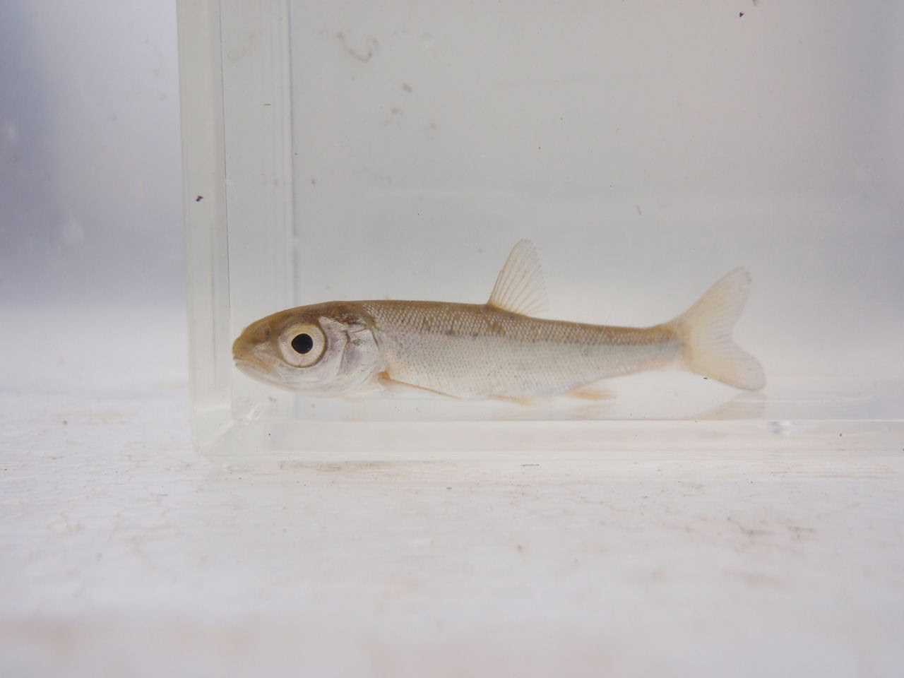 元のウグイ 稚魚 魚のすべて