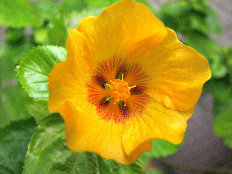 驚くばかりイリマ 花 最高の花の画像