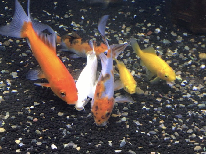 最高鯉 雑食 最高の花の画像