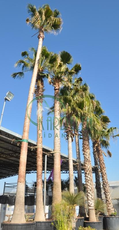 It is a popular landscape plant in florida. Washingtonia Robusta