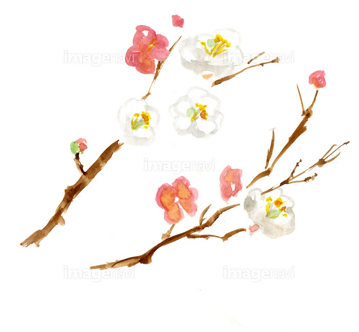 最新水彩 梅 の 花 イラスト 動物ゾーン