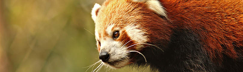 Jun 28, 2020 · animals matters to me (amtm) is a clinical rescue facility for strays & abandoned ownerless animals, birds & reptiles in need of help. About Red Panda Wwf India