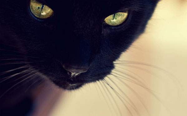 画像をダウンロード 壁紙 スマホ 黒猫 黒猫 壁紙 スマホ