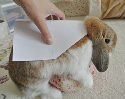 無料ダウンロードうさぎ ハーネス 手作り すべての動物画像