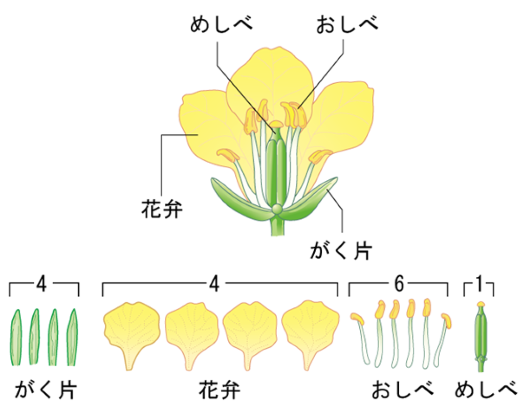 トップ100 小6 理科植物 ぬりえ壁紙hd