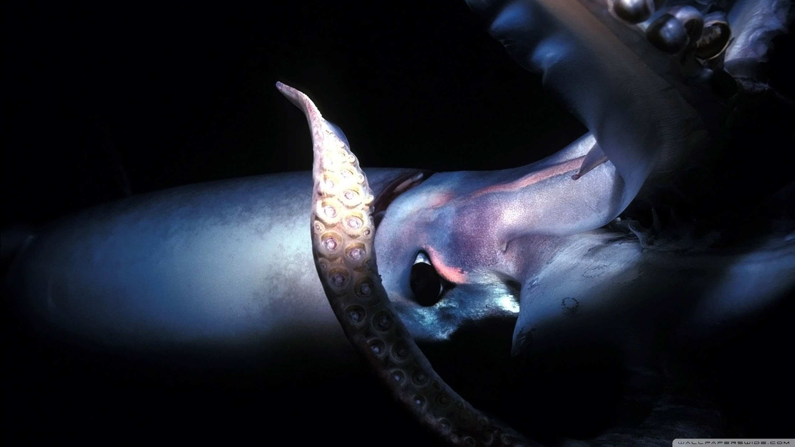 For this reason, scientists once assumed that life would be sparse in the deep ocean, but virtually every probe has revealed that, on the contrary, life is abundant in the deep o Giant Squid Deep Sea Ultra Hd Desktop Background Wallpaper For 4k Uhd Tv