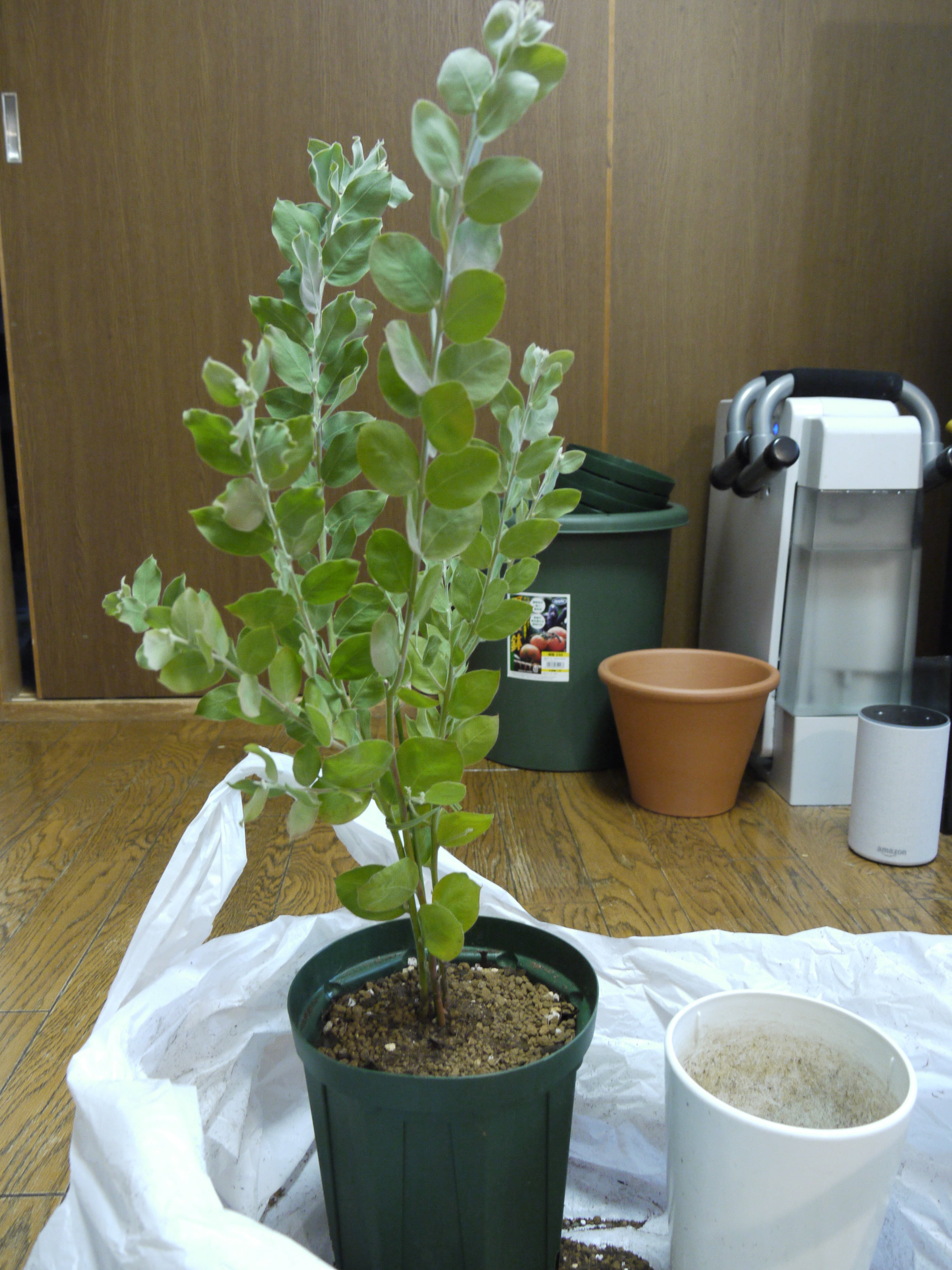 Jozpictsi4pdl 上 ミモザ 挿し木 ミモザ 挿し木
