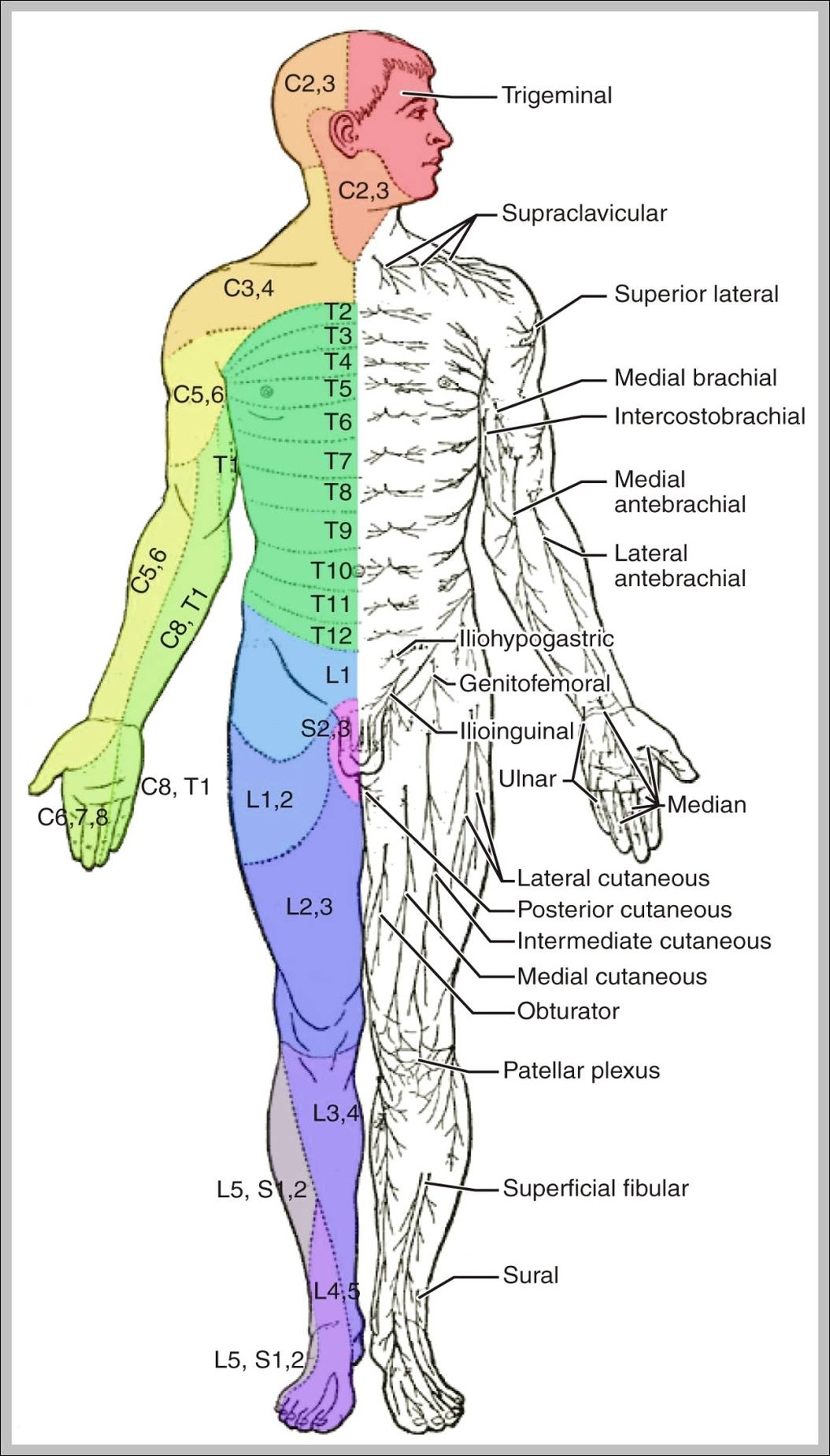 Attached to the bones of the skeletal system are about 700 named muscles that make up roughly half of a person's body weight. Muscle Diagram Anatomy System Human Body Anatomy Diagram And Chart Images