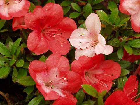 トップ100さつき 花 写真 美しい花の画像