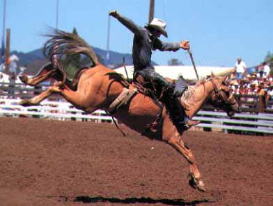 Western cowboy bulle rodeo gürtelschnalle buckeln western farbe emaille. Rodeopferd Wird Mit Stromschlagen Gequalt Seite 2 Joelle De