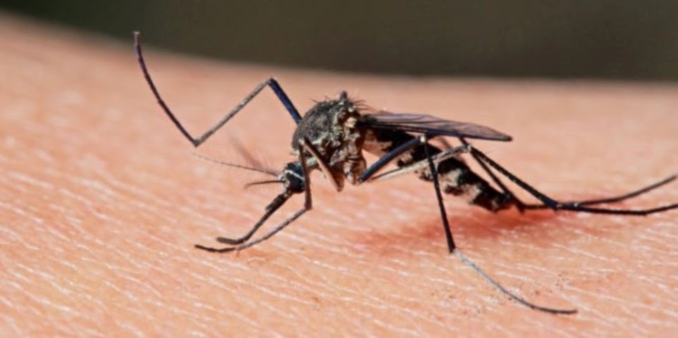 33 Gambar  Nyamuk Malaria  Kartun Gambar  Kartun Ku