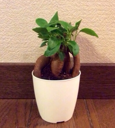 すべての美しい花の画像 新着100 均 ガジュマル