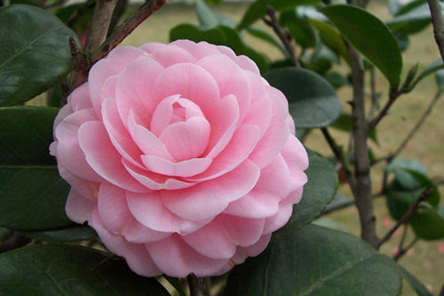 すべての美しい花の画像 ぜいたく山茶花 の 種類
