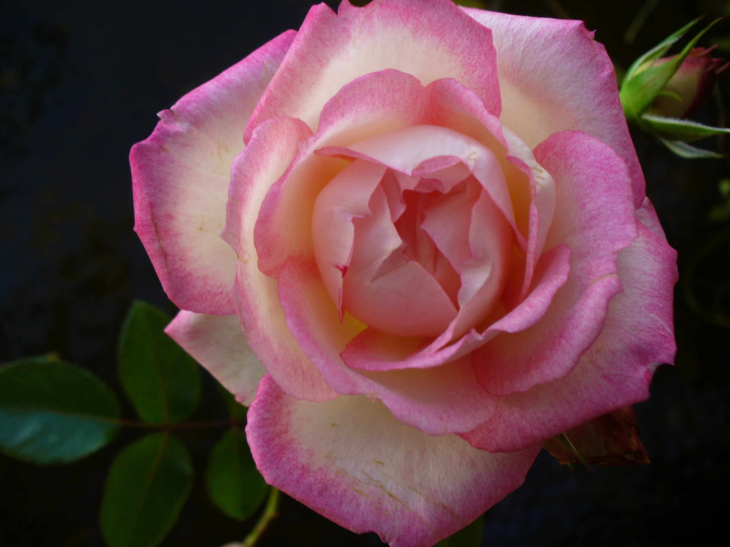 Download high quality flower pictures for your mobile, desktop or website. How To Get Flowers To Open Faster Proflowers Blog