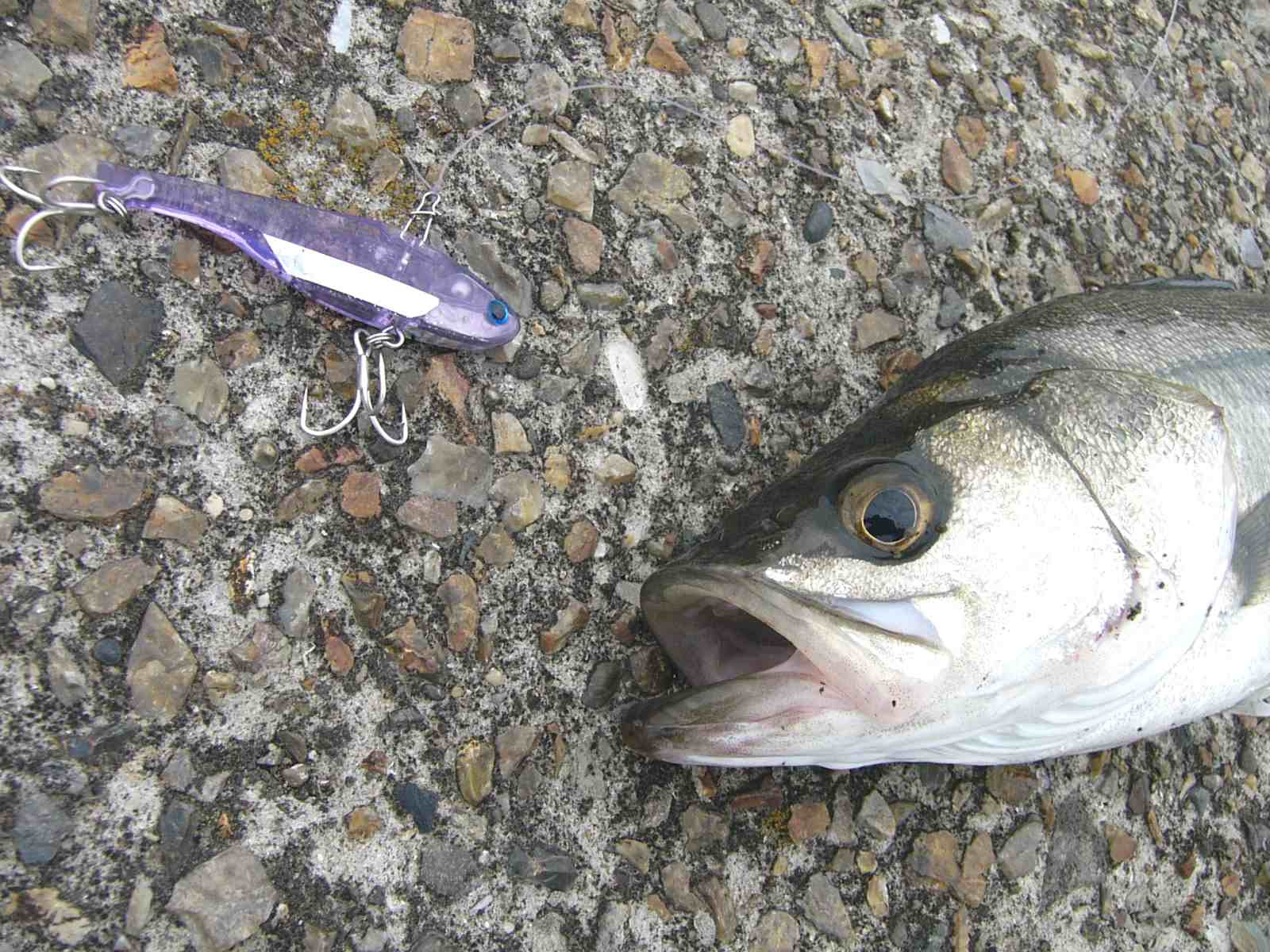 トップ100 河口 シーバス 魚のすべて