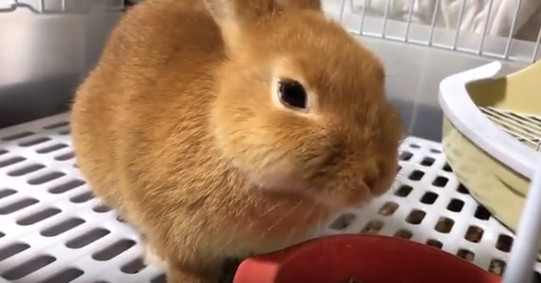 50 うさぎ 食べない 最高の動物画像