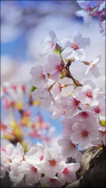 これまでで最高のスマホ 壁紙 春 最高の花の画像