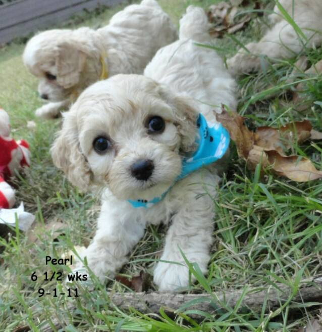 Sorry, no puppies available until spring/summer 2021. Past Cockapoo Puppies