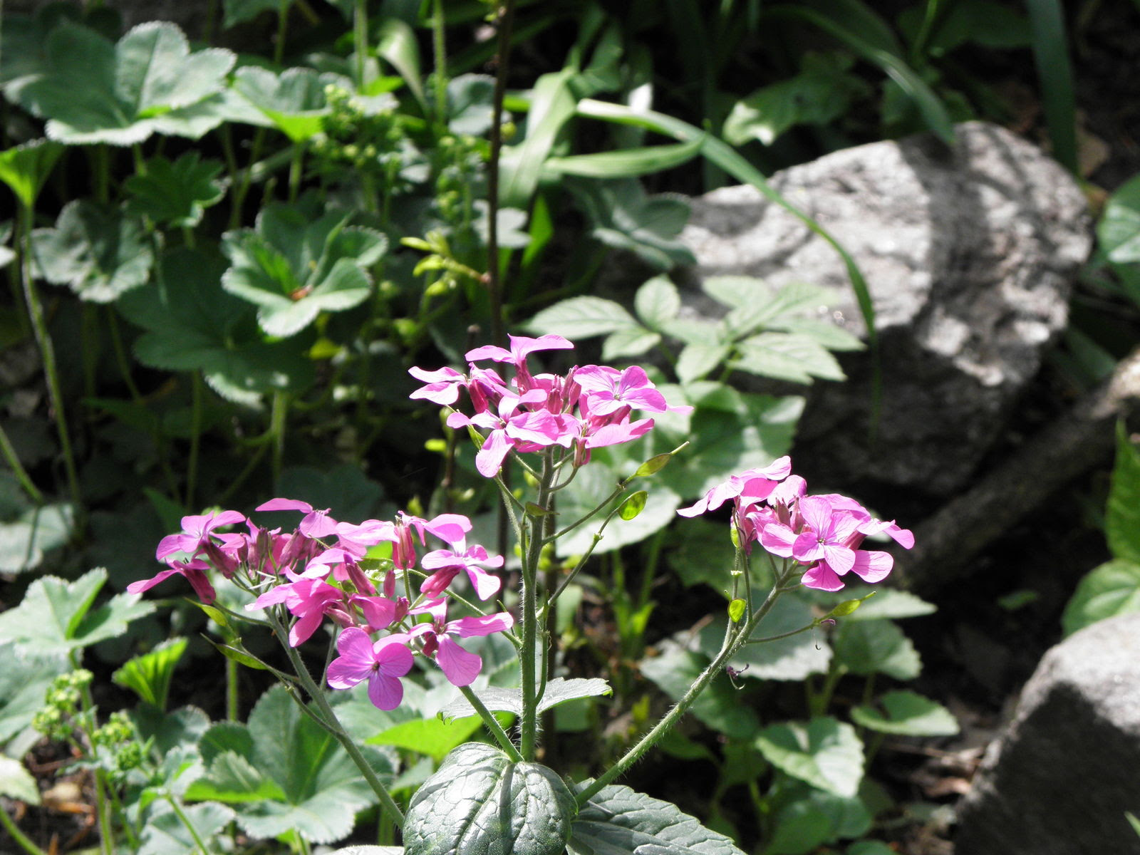 Lunaria, common name honesty, is a genus of flowering plants in the family brassicaceae, native to central and southern europe and north america. Lunaria Annua L Plants Of The World Online Kew Science