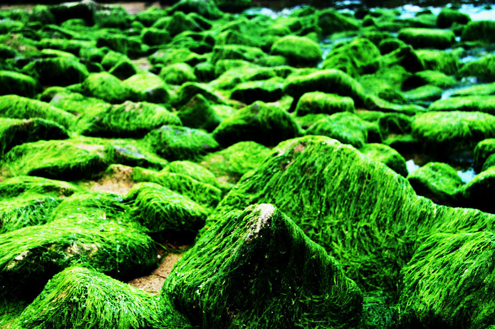 Bãi rêu tóc xanh trên con đường đẹp nhất Nha Trang - Ảnh 6.