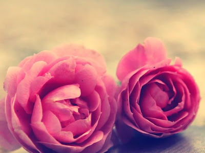 すべての美しい花の画像 ピンク 花 壁紙 シンプル