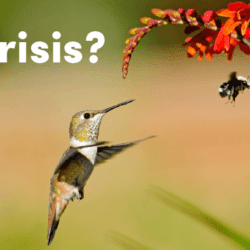 hummingbird bee crisis