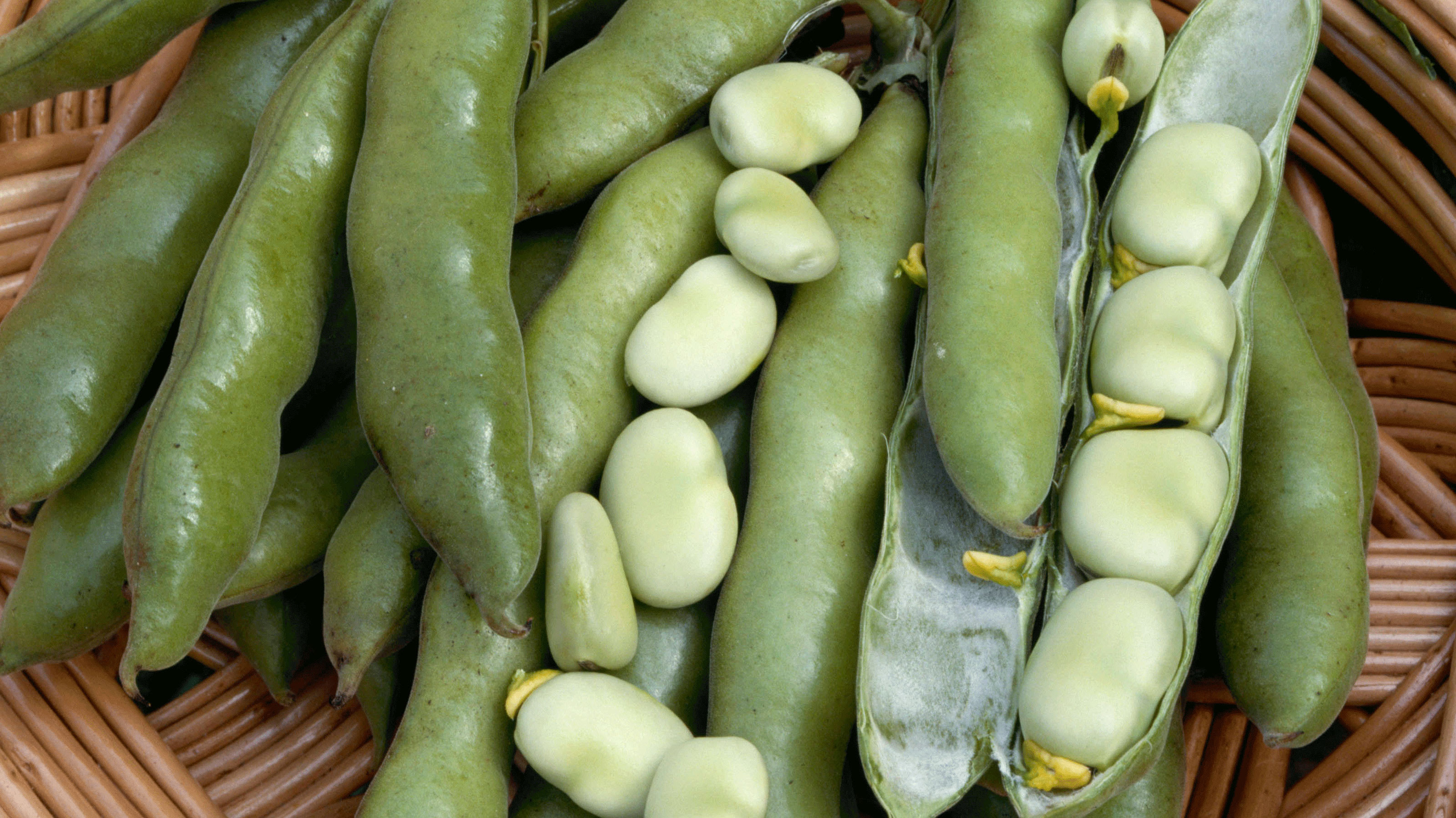 It's not support for individual plants, farmergyles, just support for the whole row. How To Grow Broad Beans Add These Low Maintenance Crops To Your Veg Plot Gardeningetc
