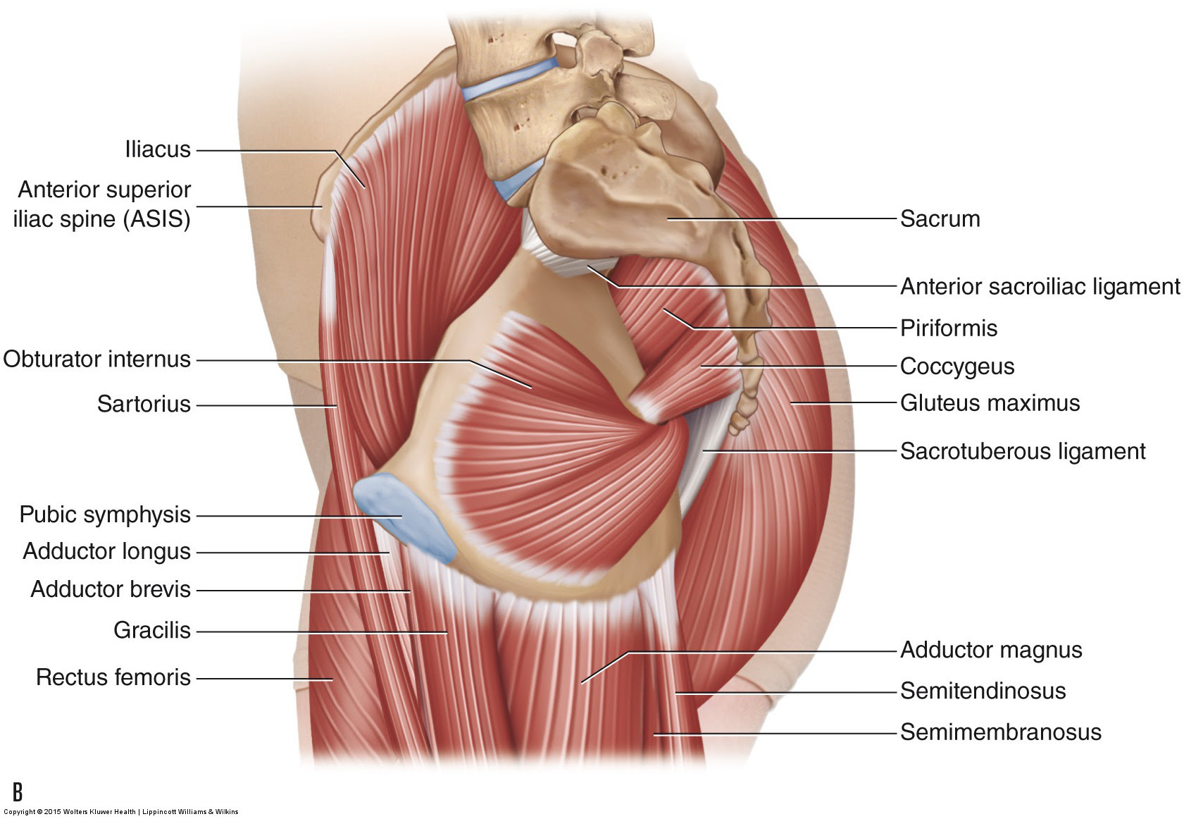 Female groin muscles (page 1). Muscles Of The Pelvis
