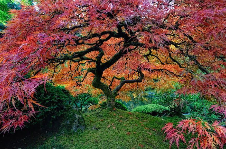 Japanese Maple in Portland, Oregon, USA by falcor88