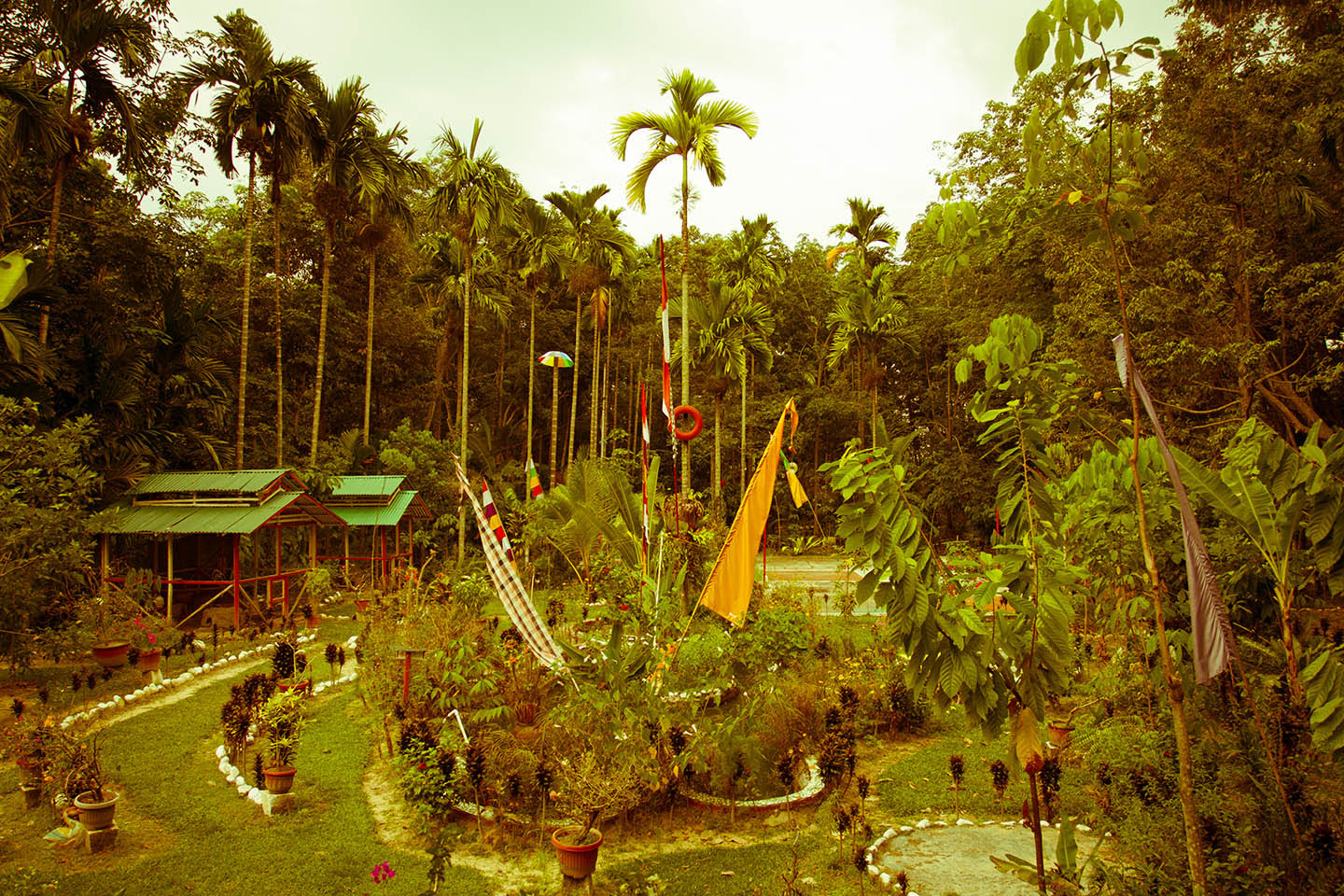 Tree png collections download alot of images for tree download free with high quality for designers. Bukit Lawang Orphanage Sumatra