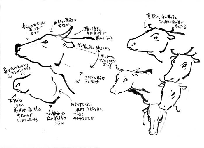 美しい花の画像 エレガントリアル ウシ 牛 イラスト