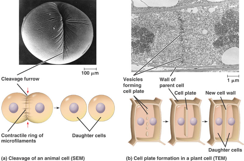 We did not find results for: How Does Plants Mitosis Differ From Animals Cell Division