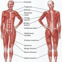 Muscles stretch across joints to link one bone with. Legmuscles Names Pearltrees