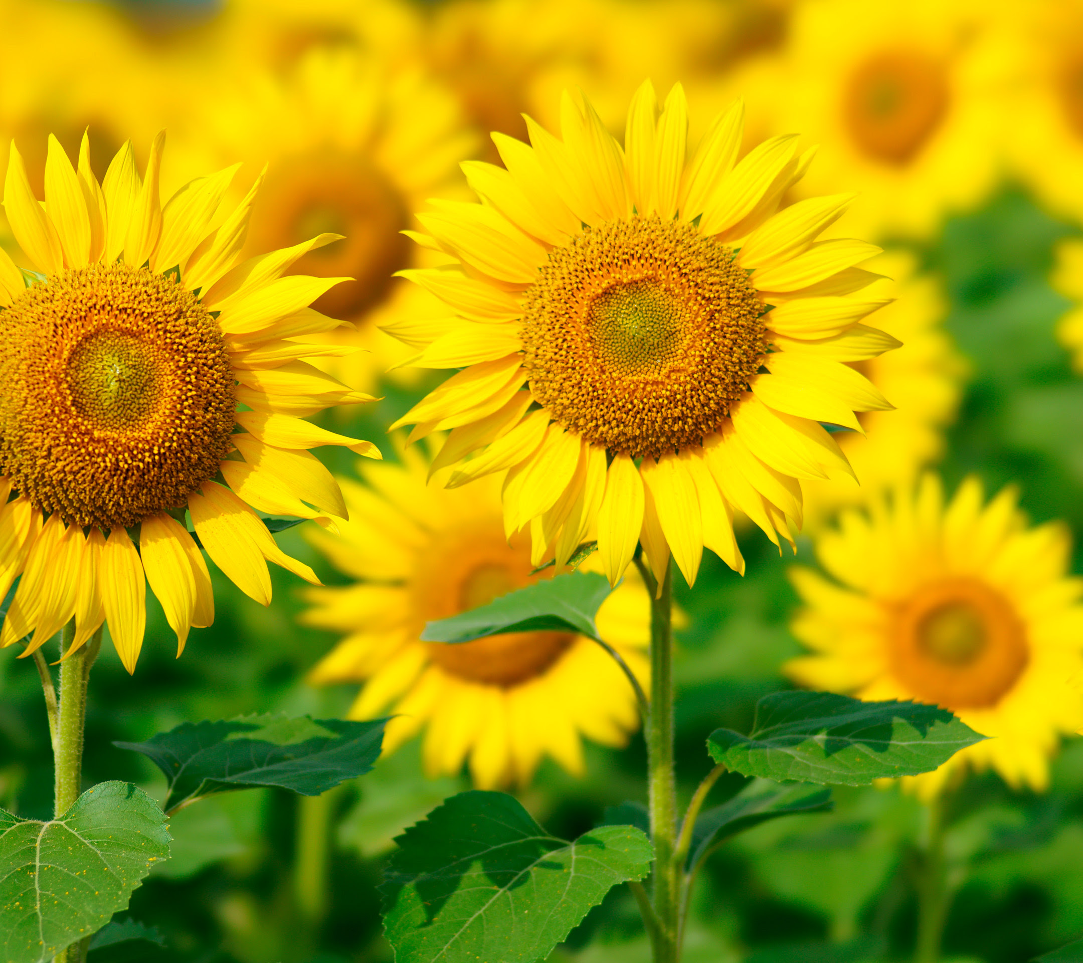 無料ダウンロード壁紙 ひまわり 最高の花の画像