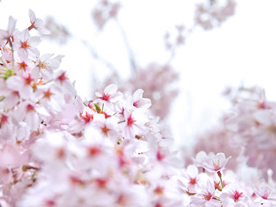 [最も欲しかった] おしゃれ 花 壁紙 白 背景 111747