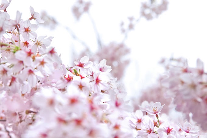 待ち受け 白 背景 おしゃれ 花 の最高のコレクション 最高の壁紙hd