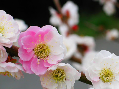 [最も人気のある！] 壁紙 梅の花 画像 290797