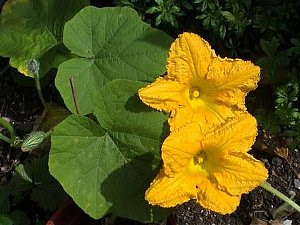 ユニークかぼちゃ 花 言葉 すべての美しい花の画像