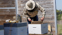 Meet NATO’s beekeeper, Bruno Harmant