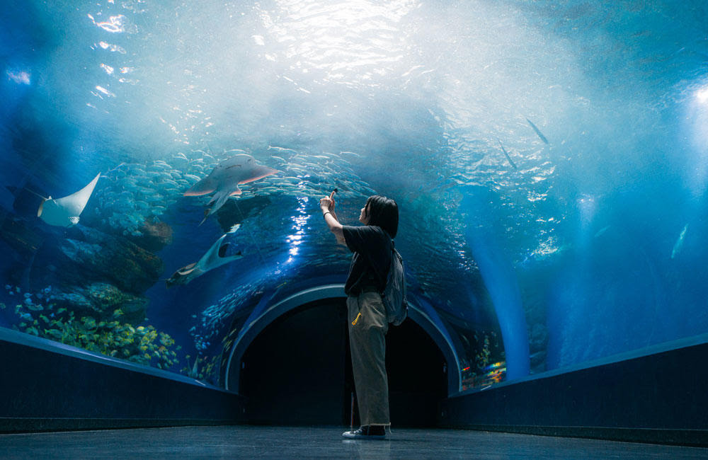 子供向けぬりえ トップ100綺麗 かわいい 水族館 イラスト