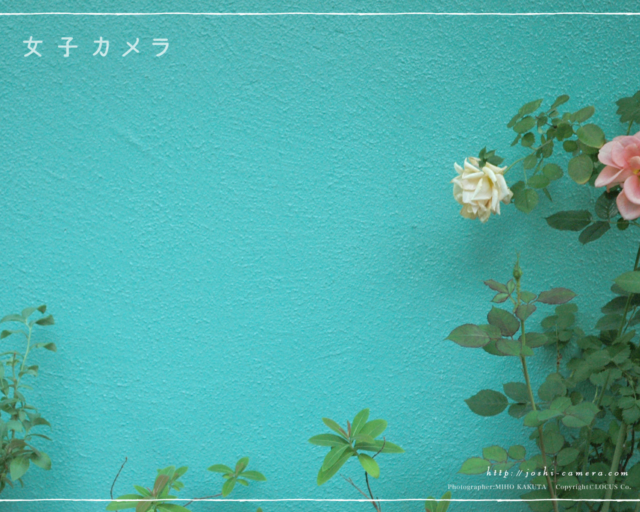 ぜいたく待ち受け 花 画像 おしゃれ フリー 最高の花の画像