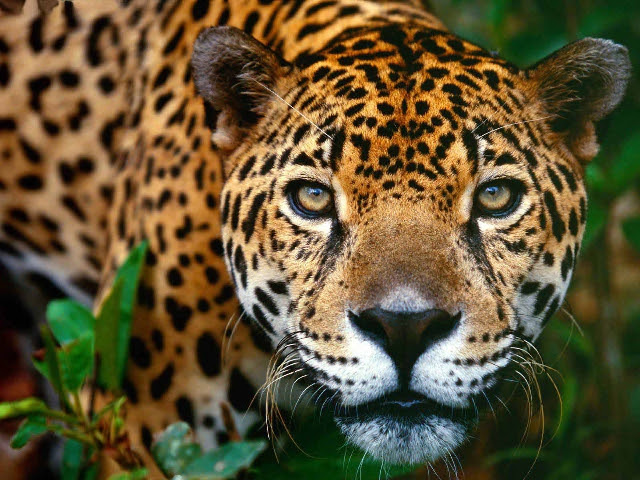 Teams bucaramanga cd jaguares played so far 23 matches. Donde Matan A Los Jaguares