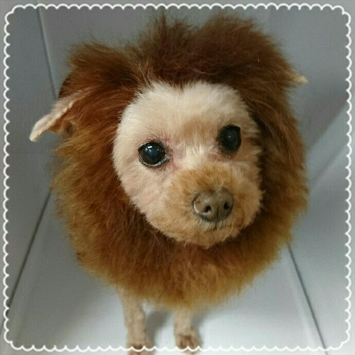 動物画像無料 50 トイ プードル ライオン カット