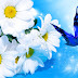 28+ Wallpaper Hd Bunga Daisy, Yang Keren!