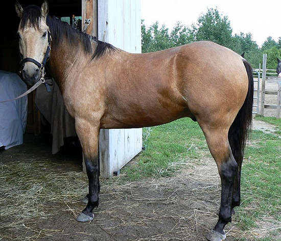 Suede would make a great ranch or trail horse. Buckskin And Dun Are Not The Same Thing The Equinest