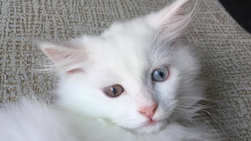  kucing  Kucing  Anggora Warna  Biru