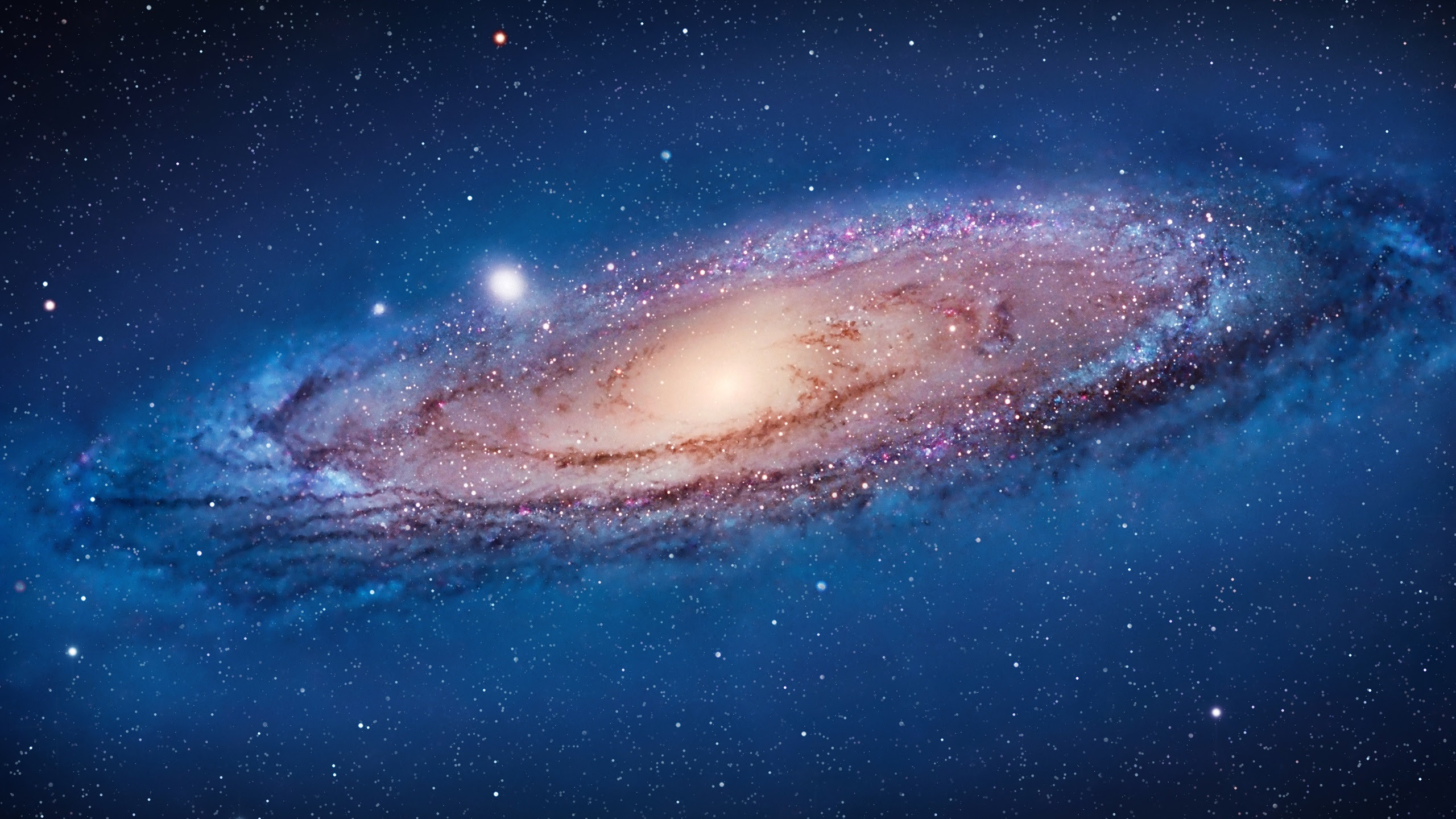 Hd限定2560 X 1440 壁紙 最高の花の画像