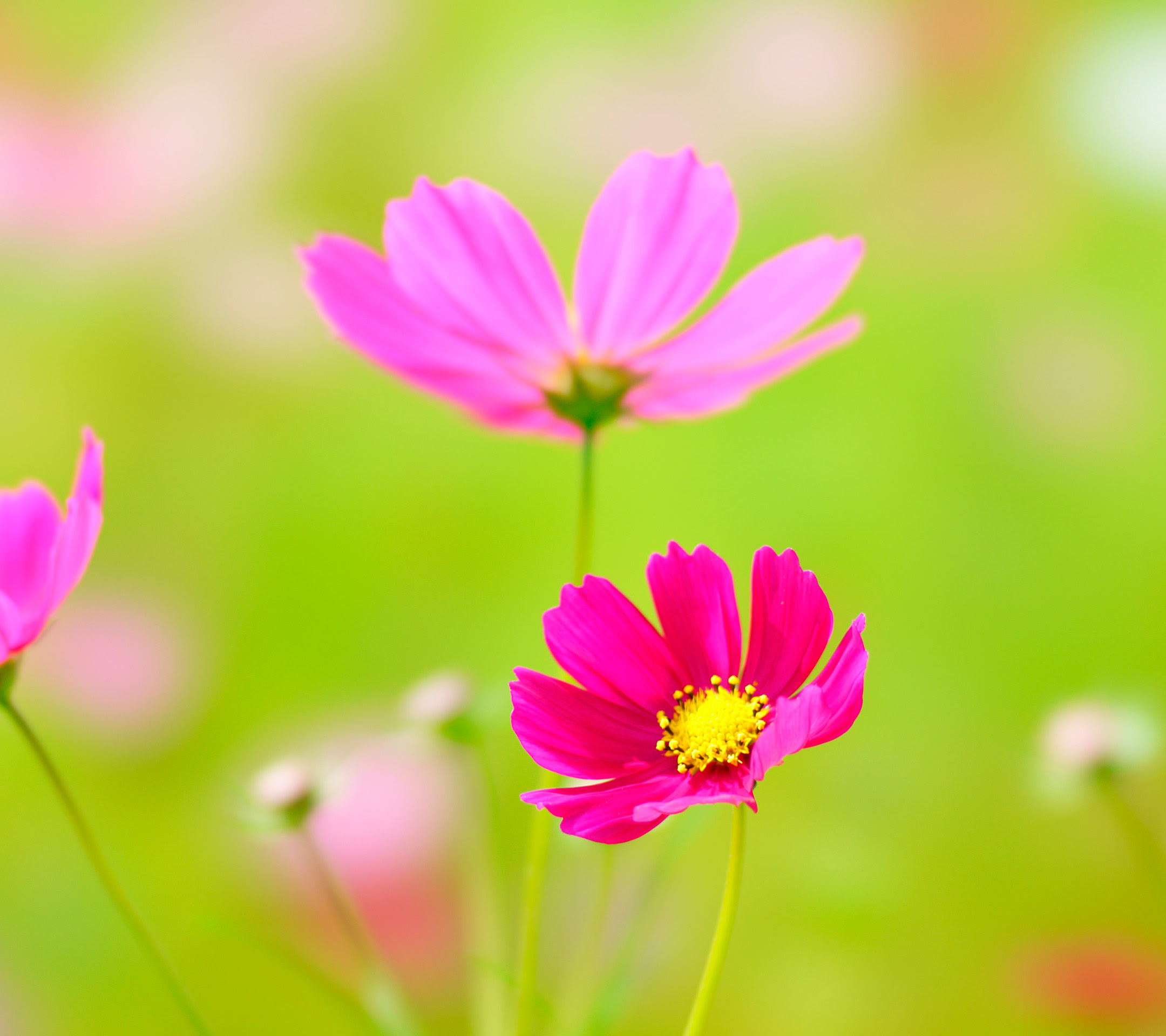50 素晴らしいコスモス 壁紙 最高の花の画像
