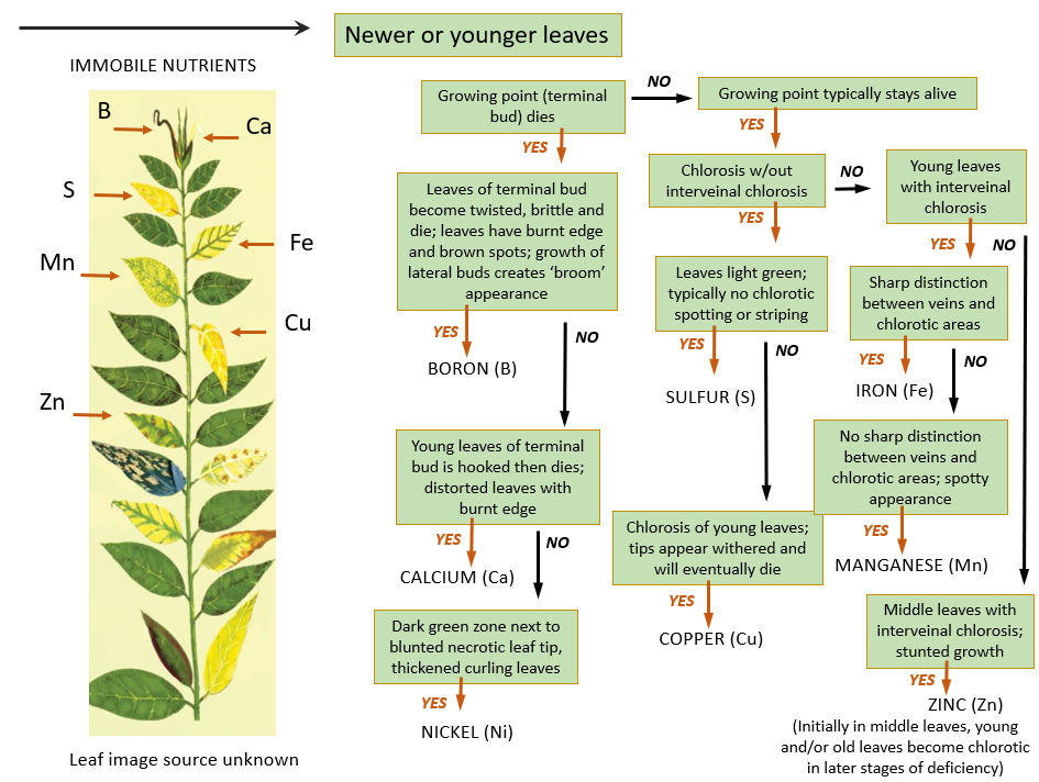 Plant Nutrient Deficiency In Aquaponics - aquaponic